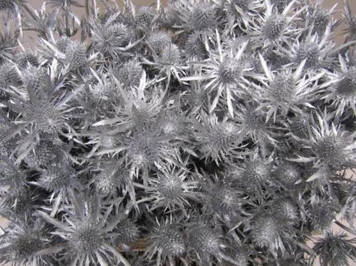 Eryngium planum kleurbehandeld H%