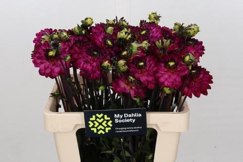 Dahlia (Decorative Grp) 'Romantica'
