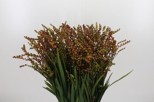 Crocosmia met bes overig