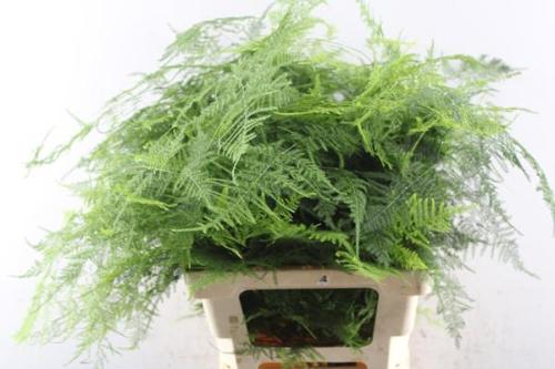 Asparagus setaceus overig