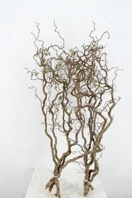 Corylus avellana 'Contorta'