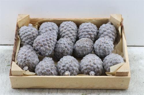 Dennenappel H%