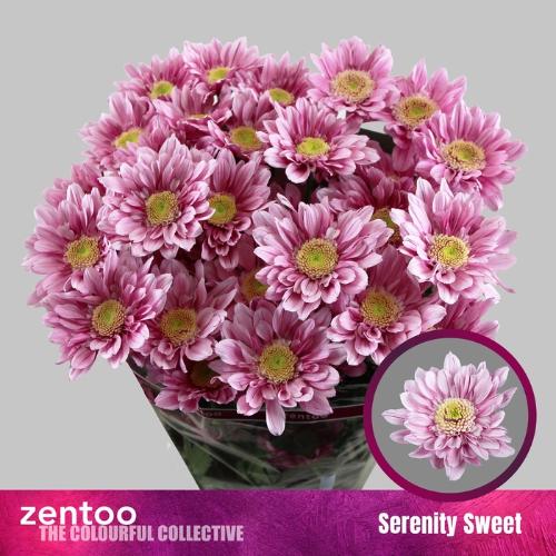 Chrysanthemum (Indicum Grp) tros Serenity Sweet