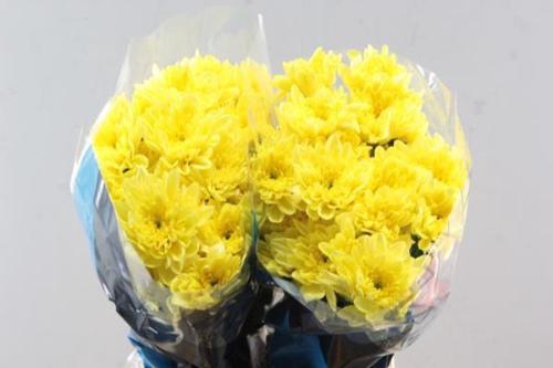 Chrysanthemum Indicum Grp tros kas Baltica Yellow