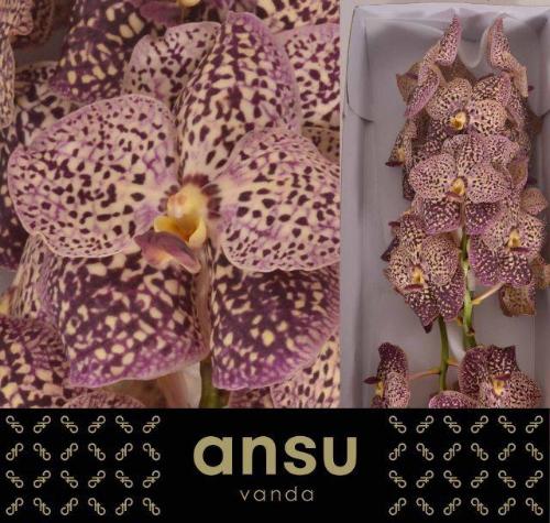 Vanda Sunanda Ocelot Sangria