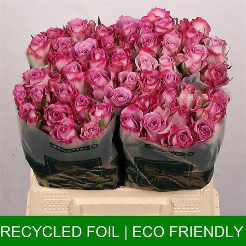 Rosa grootbloemig Thriller