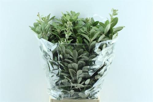 Pittosporum per bos