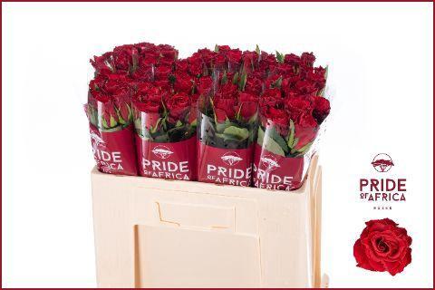 Rosa kleinbloemig Red Mountain