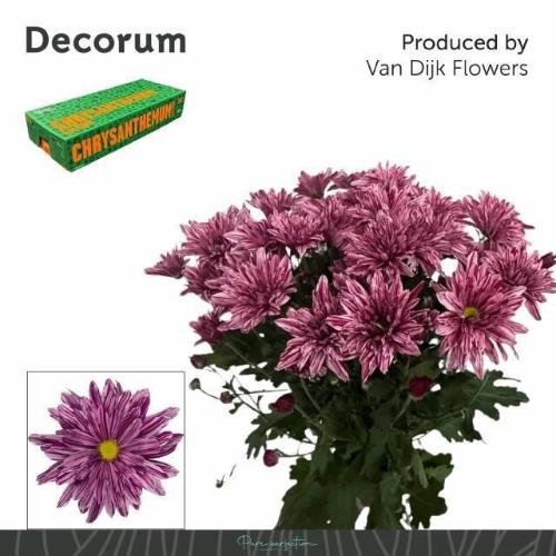 Chrysanthemum Indicum Grp tros kas Stellini
