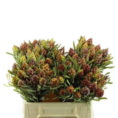 Leucadendron rubrum