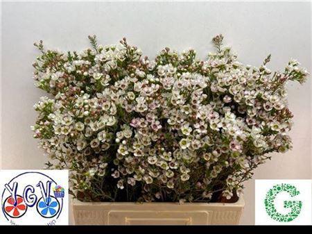 Chamelaucium micranthum 'Tal'