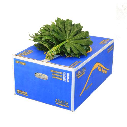 Fatsia japonica per bos
