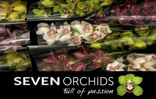 Cymbidium grootbloemig per tak gemengd
