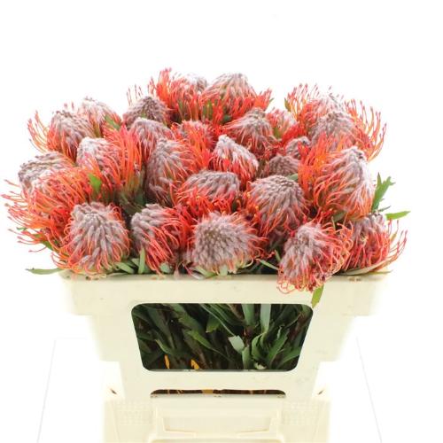 Leucospermum cordifolium 'Tango'