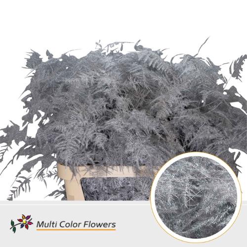 Asparagus overig kleurbehandeld H%