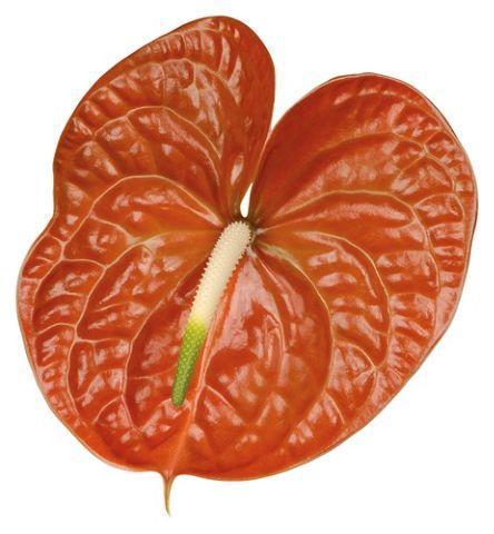 Anthurium Andreanum Grp Terrasol