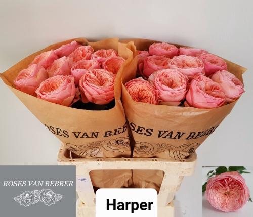 Rosa grootbloemig Darcy!