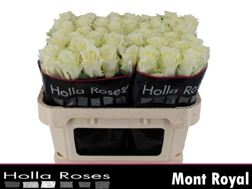Rosa grootbloemig Mont Royal