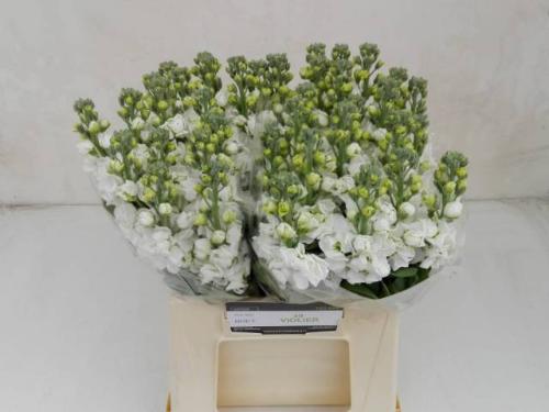 Matthiola incana 'Impala White'