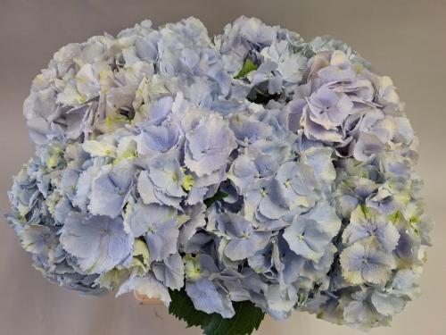 Hydrangea macrophylla 'Verena' (blauw)