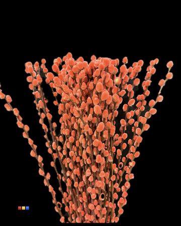 Salix H%