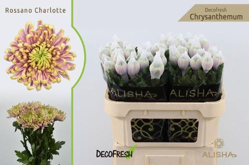 Chrysanthemum Indicum Grp geplozen Rossano Charlotte