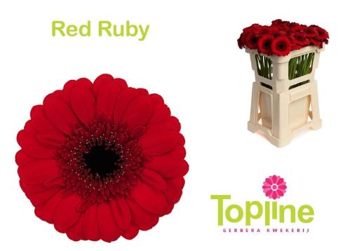 Gerbera mini Red Ruby