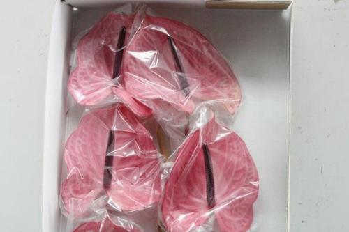 Anthurium Andreanum Grp Candy