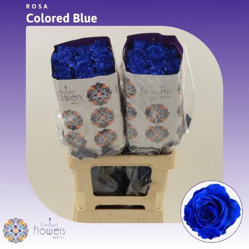 Rosa grootbloemig Vendela kleurbehandeld blauw H%