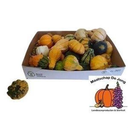 Cucurbita pepo Maya Mix