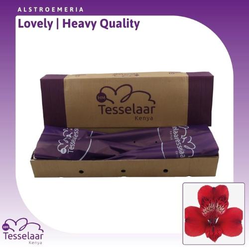 Alstroemeria Lovely