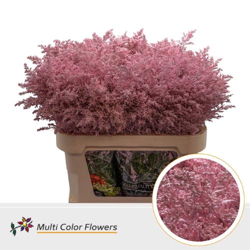 Solidago kleurbehandeld H%
