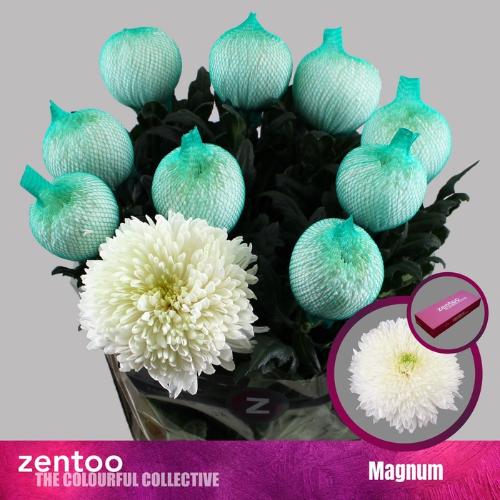 Chrysanthemum Indicum Grp geplozen Magnum
