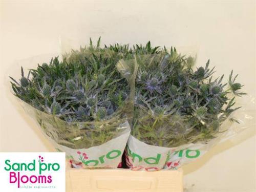 Eryngium Magical Blue Lagoon
