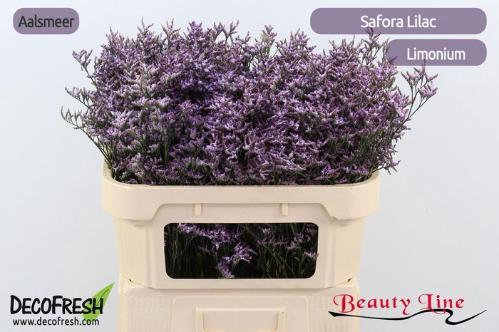 Limonium Safora Lilac