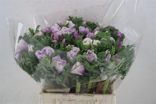 Anemone coronaria 'Mistral Plus Bicolour'