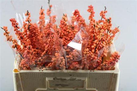 Ilex verticillata 'Winter Gold'