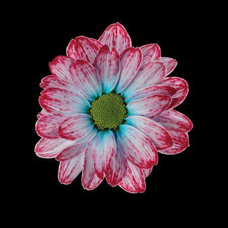 Chrysanthemum Indicum Grp tros kas kleurbehandeld H%