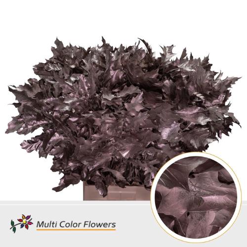 Quercus rubra kleurbehandeld H%
