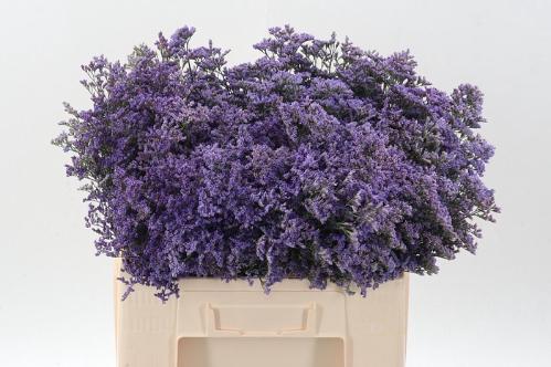 Limonium Safora Classic Blue