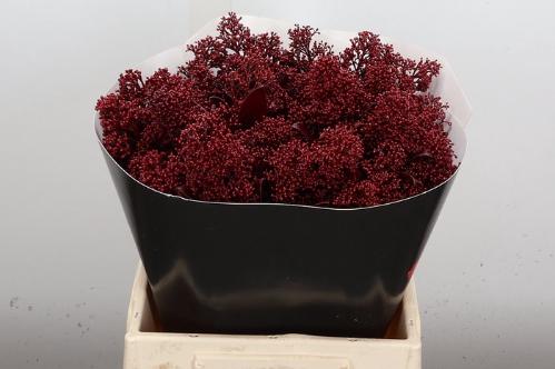 Skimmia per bos overig kleurbehandeld H%