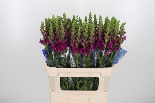 Antirrhinum majus Toulon Purple