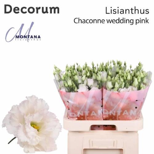 Eustoma russellianum gevuldbloemig 'Chaconne Wedding Pink'