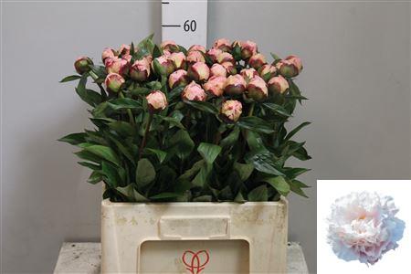 Paeonia Lactiflora Grp 'Gardenia'