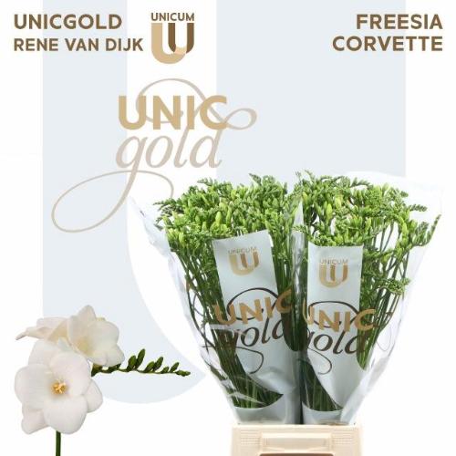 Freesia enkelbloemig 'Corvette'