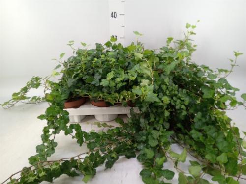 Hedera helix 'Wonder'