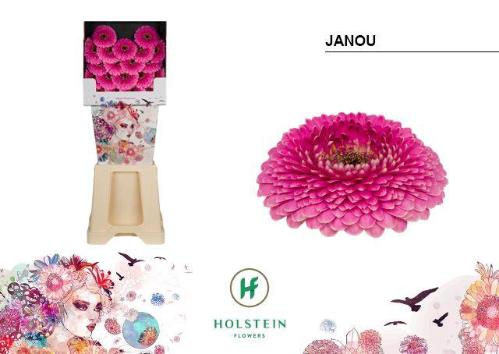 Gerbera mini bolvormig Gerponi Janou