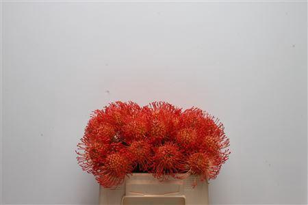 Leucospermum cordifolium overig