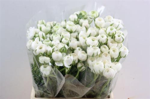 Ranunculus asiaticus 'Elegance White'