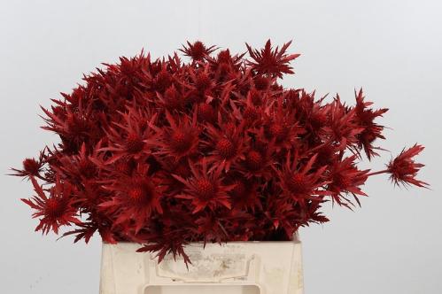 Eryngium planum kleurbehandeld H%